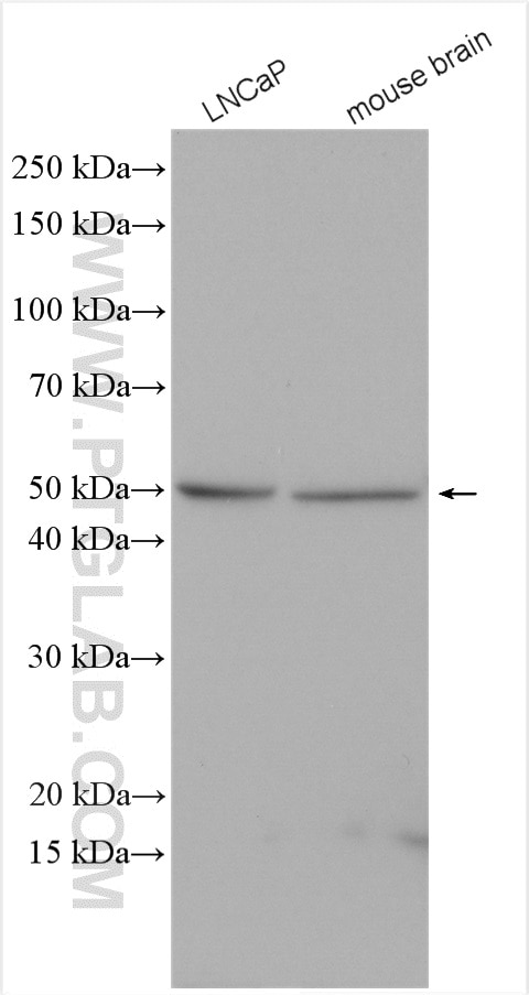 Western Blot (WB) analysis of various lysates using PICK1 Polyclonal antibody (10983-2-AP)