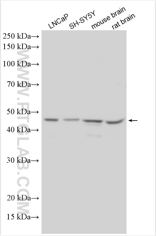 Western Blot (WB) analysis of various lysates using PICK1 Polyclonal antibody (10983-2-AP)