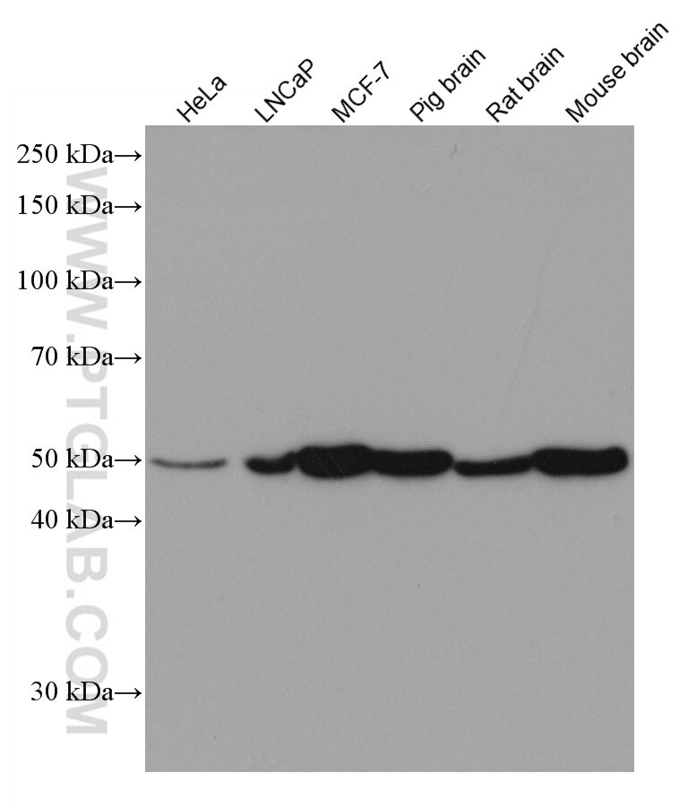 Western Blot (WB) analysis of various lysates using PICK1 Monoclonal antibody (67099-1-Ig)