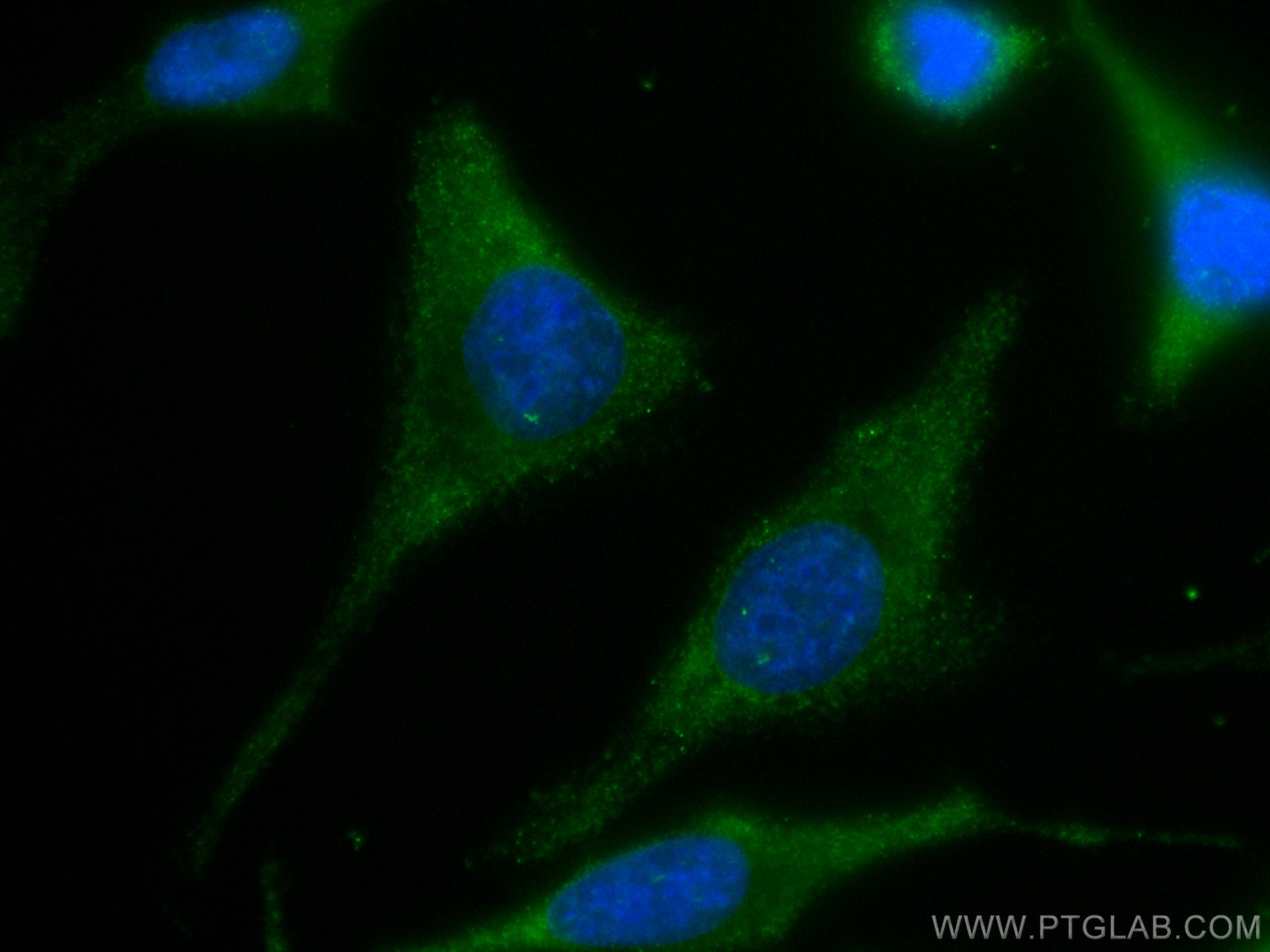 Immunofluorescence (IF) / fluorescent staining of HeLa cells using CoraLite® Plus 488-conjugated PICK1 Monoclonal ant (CL488-67099)