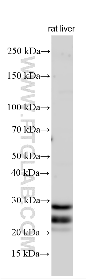 Western Blot (WB) analysis of various lysates using PID1 Polyclonal antibody (33859-1-AP)