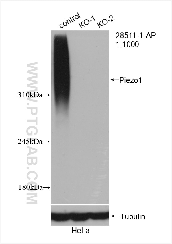 Western Blot (WB) analysis of HeLa cells using Piezo1 (extracellular domain) Polyclonal antibody (28511-1-AP)