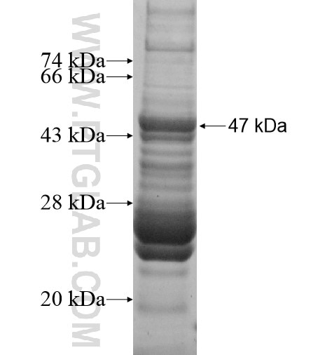 PIF1 fusion protein Ag13516 SDS-PAGE