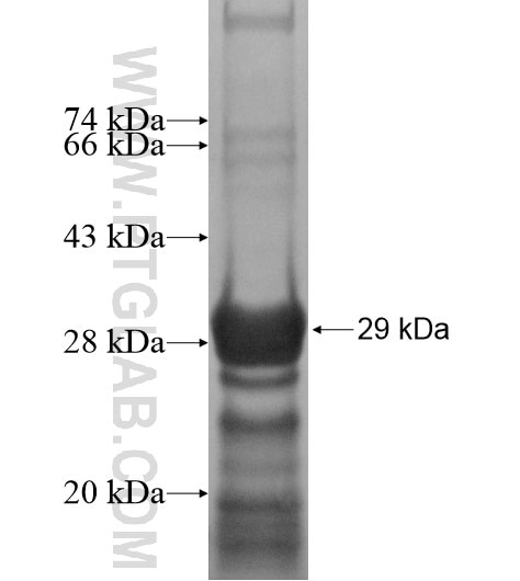 PIF1 fusion protein Ag13522 SDS-PAGE