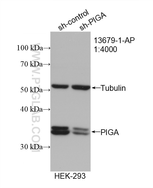 Western Blot (WB) analysis of HEK-293 cells using PIGA Polyclonal antibody (13679-1-AP)
