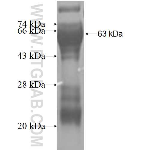PIGB fusion protein Ag3244 SDS-PAGE