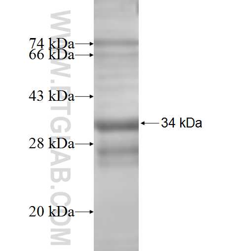 PIGH fusion protein Ag7535 SDS-PAGE