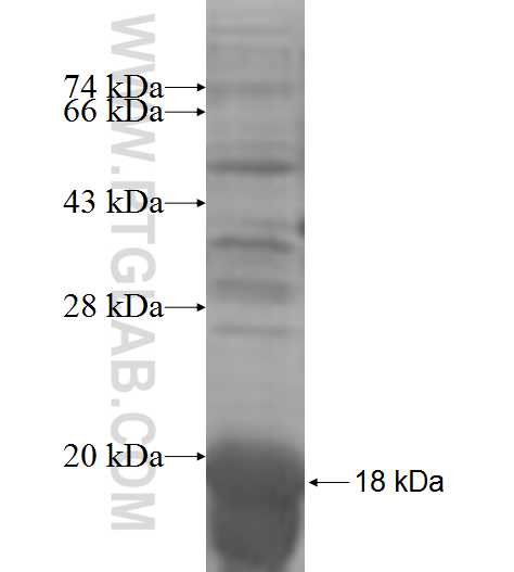 PIGH fusion protein Ag7657 SDS-PAGE