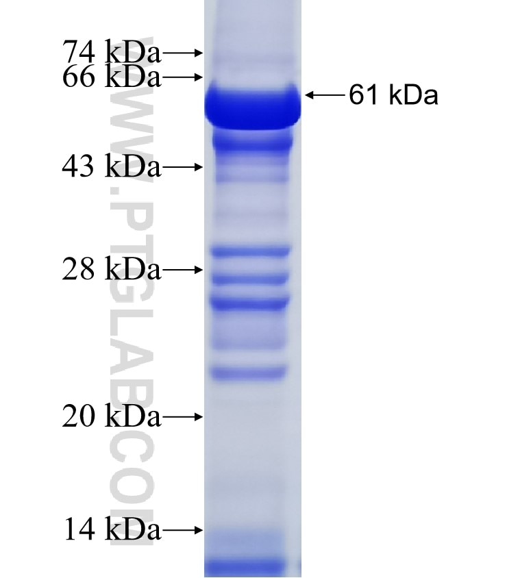 PIGK fusion protein Ag3497 SDS-PAGE