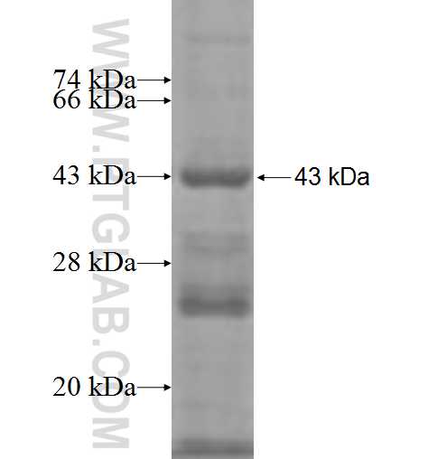PIGK fusion protein Ag7766 SDS-PAGE