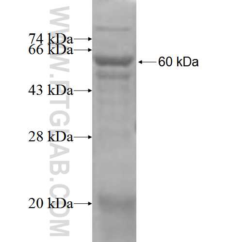 PIGN fusion protein Ag5096 SDS-PAGE
