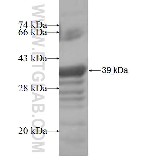 PIGN fusion protein Ag5412 SDS-PAGE