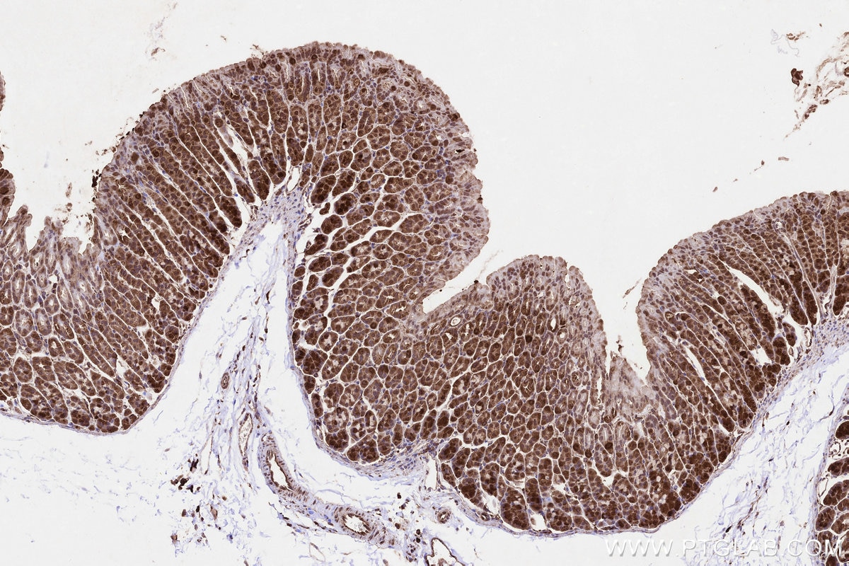 Immunohistochemistry (IHC) staining of mouse stomach tissue using PIGP Polyclonal antibody (30623-1-AP)