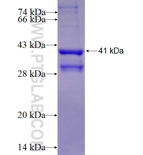 PIGP fusion protein Ag1083 SDS-PAGE