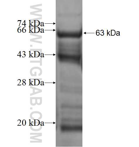 PIGQ fusion protein Ag0927 SDS-PAGE