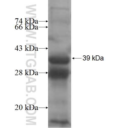 PIGQ fusion protein Ag8051 SDS-PAGE
