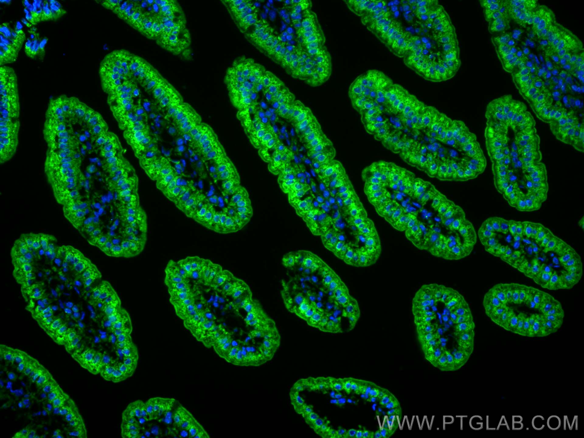 Immunofluorescence (IF) / fluorescent staining of mouse small intestine tissue using PIGR Polyclonal antibody (22024-1-AP)