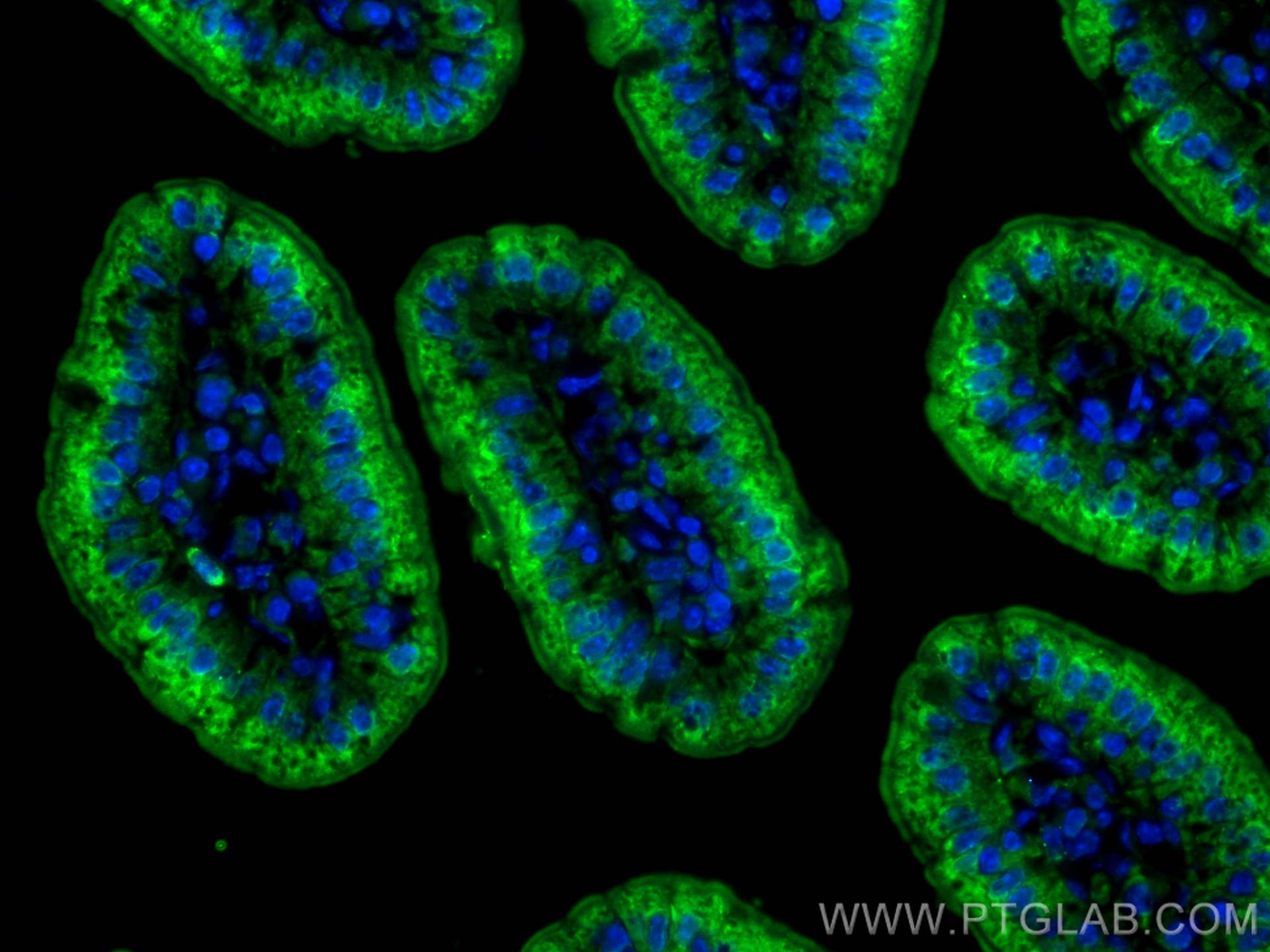 Immunofluorescence (IF) / fluorescent staining of mouse small intestine tissue using PIGR Polyclonal antibody (22024-1-AP)