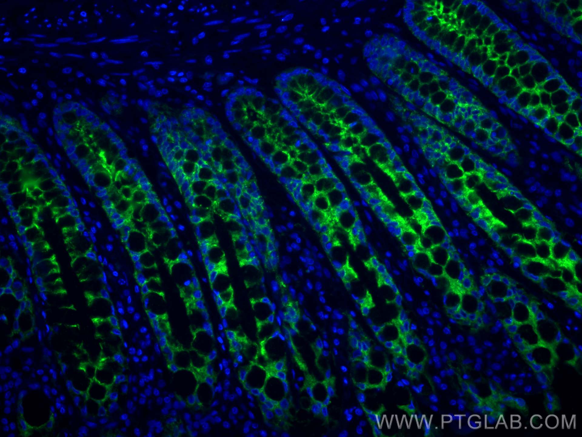 Immunofluorescence (IF) / fluorescent staining of human small intestine tissue using CoraLite® Plus 488-conjugated PIGR Polyclonal anti (CL488-22024)
