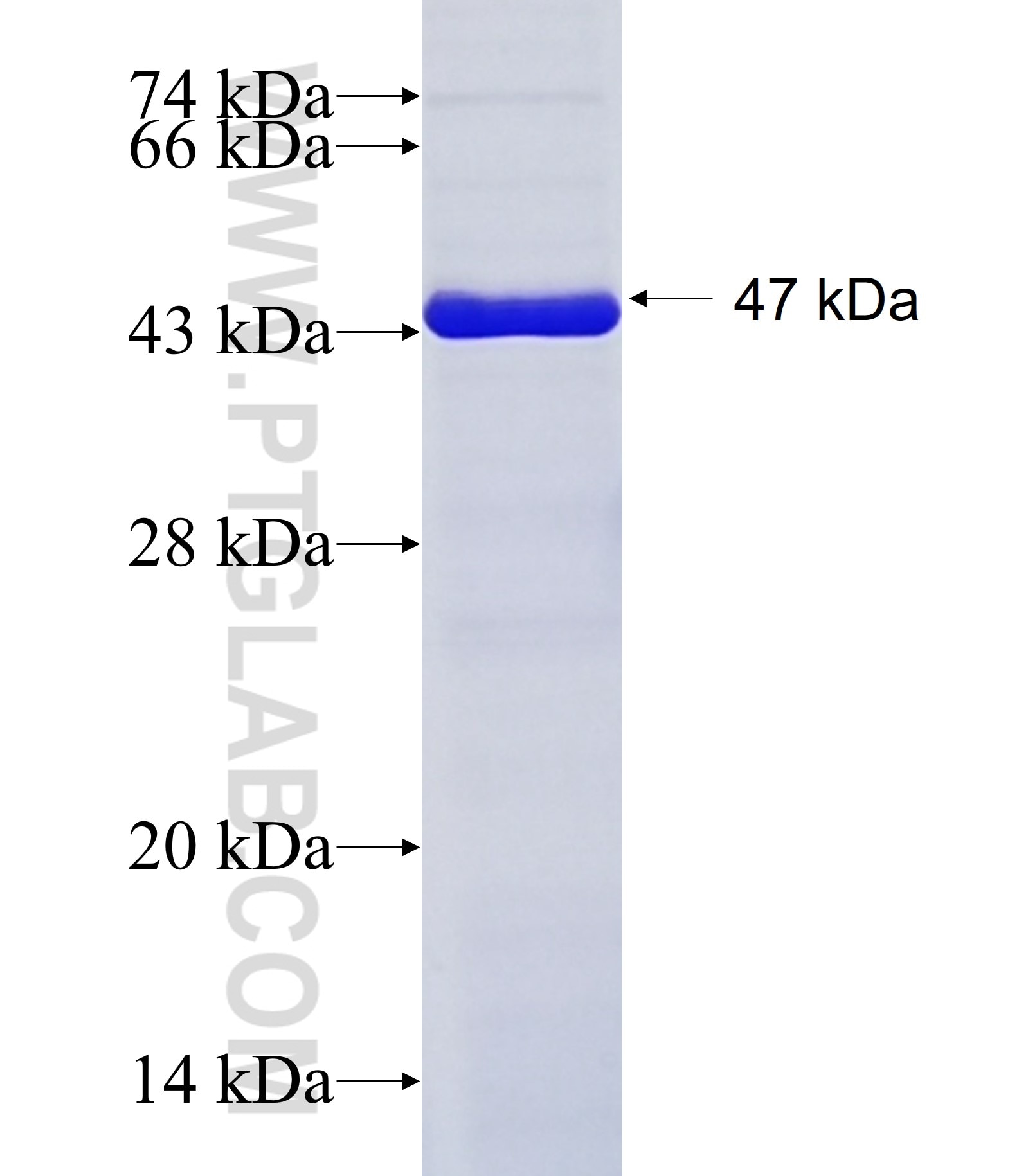 PIGR fusion protein Ag16876 SDS-PAGE