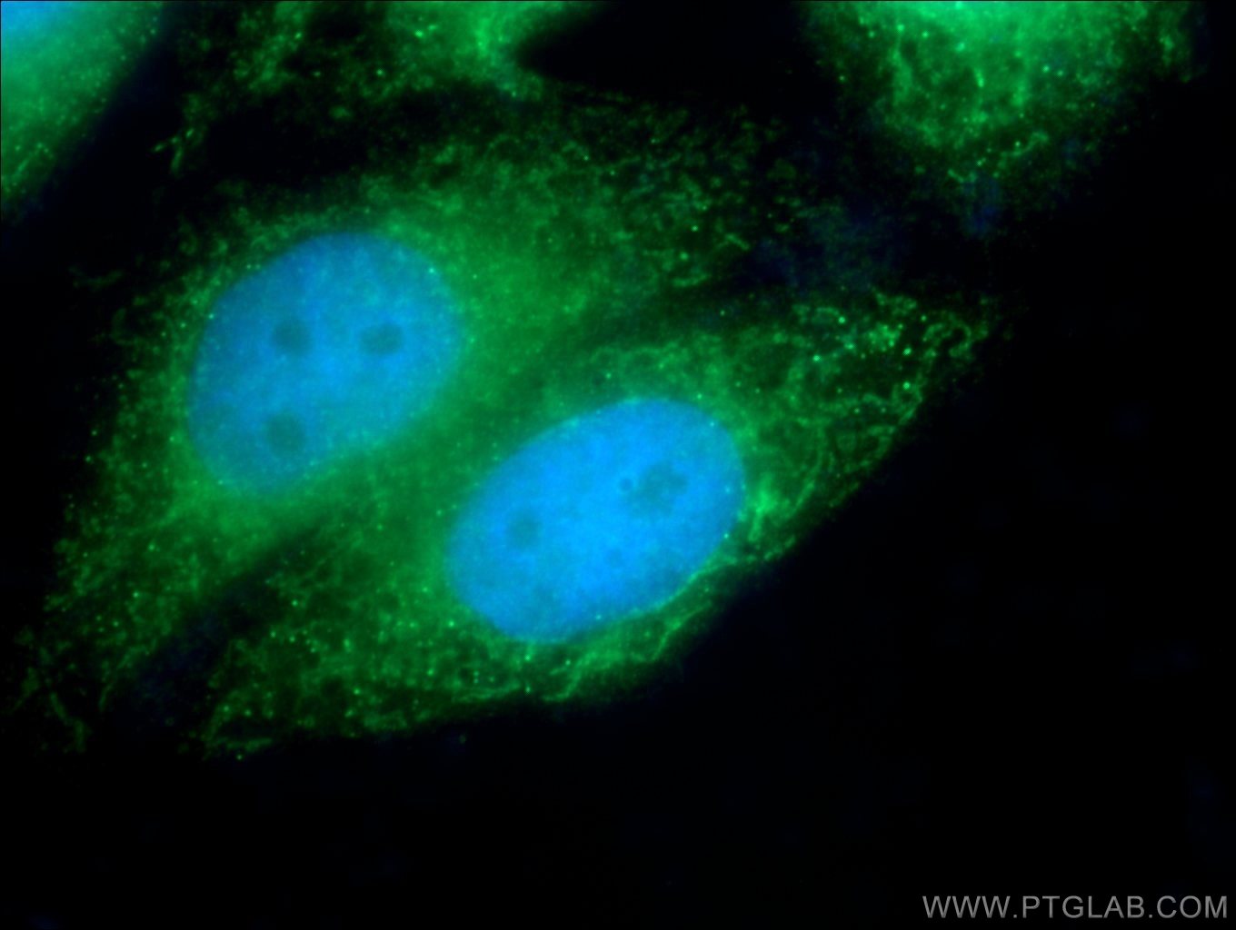 Immunofluorescence (IF) / fluorescent staining of HepG2 cells using PIGS Polyclonal antibody (18334-1-AP)