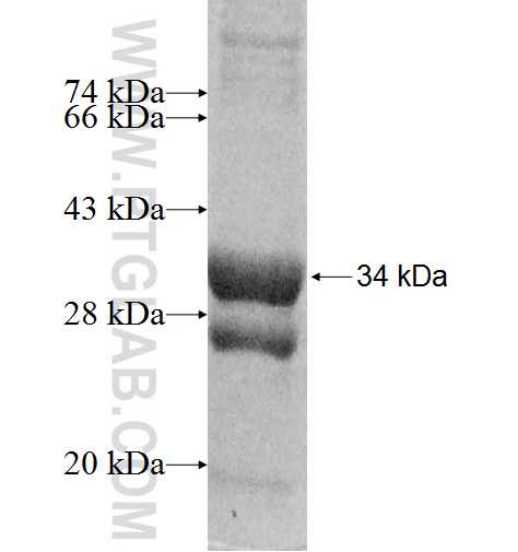 PIGY fusion protein Ag8344 SDS-PAGE