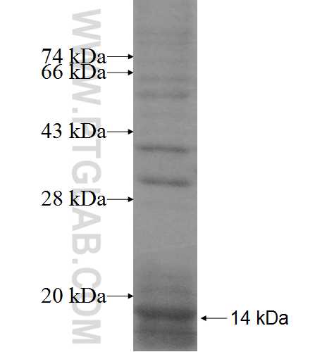 PIGY fusion protein Ag8359 SDS-PAGE