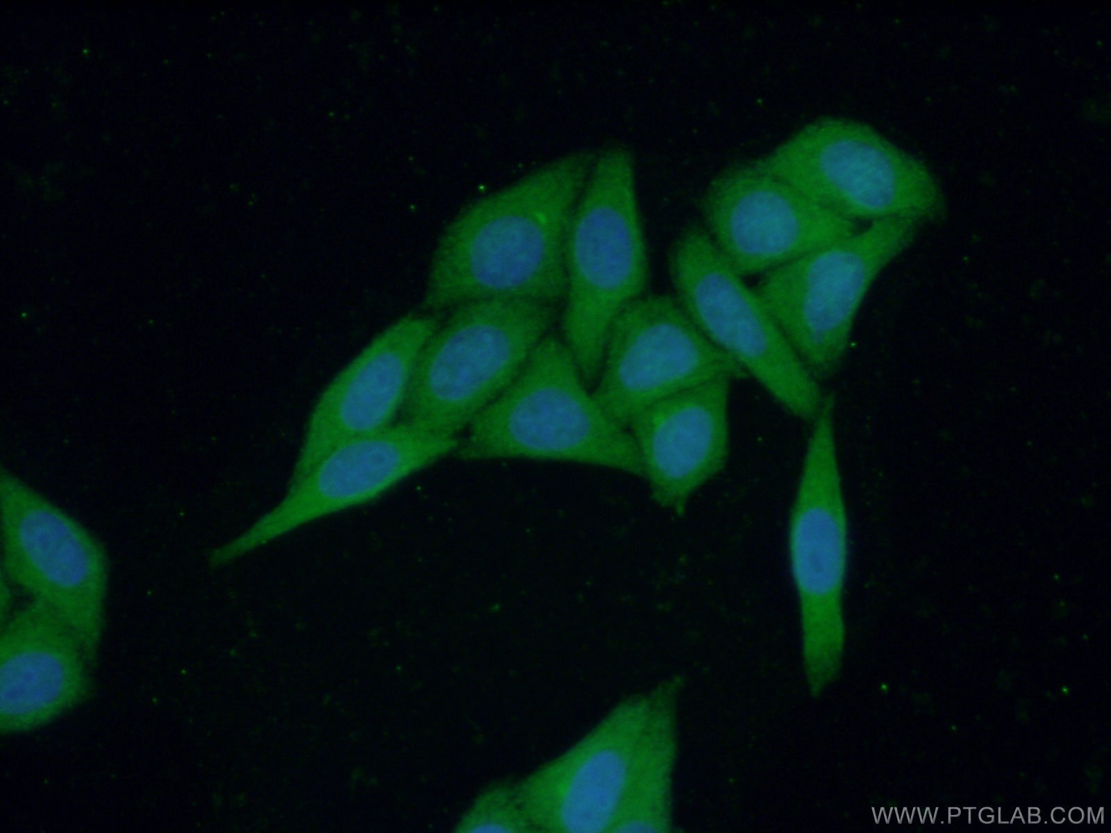 Immunofluorescence (IF) / fluorescent staining of HepG2 cells using PIGZ Polyclonal antibody (17384-1-AP)