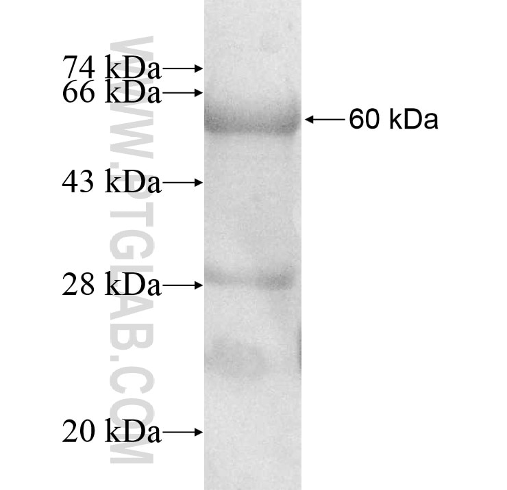 PIGZ fusion protein Ag10969 SDS-PAGE