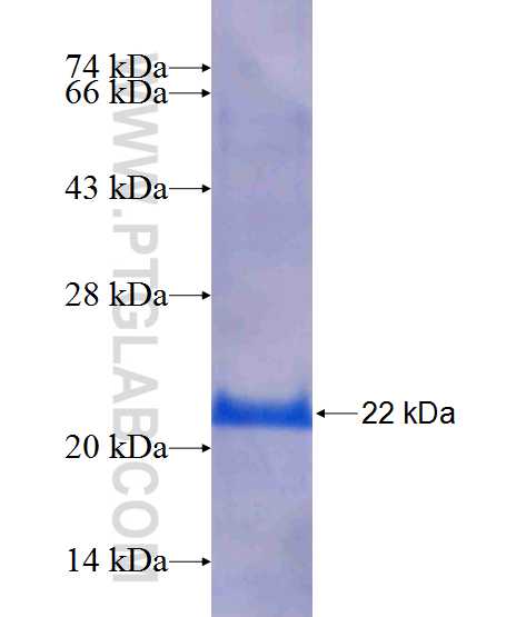 PIGZ fusion protein Ag11259 SDS-PAGE