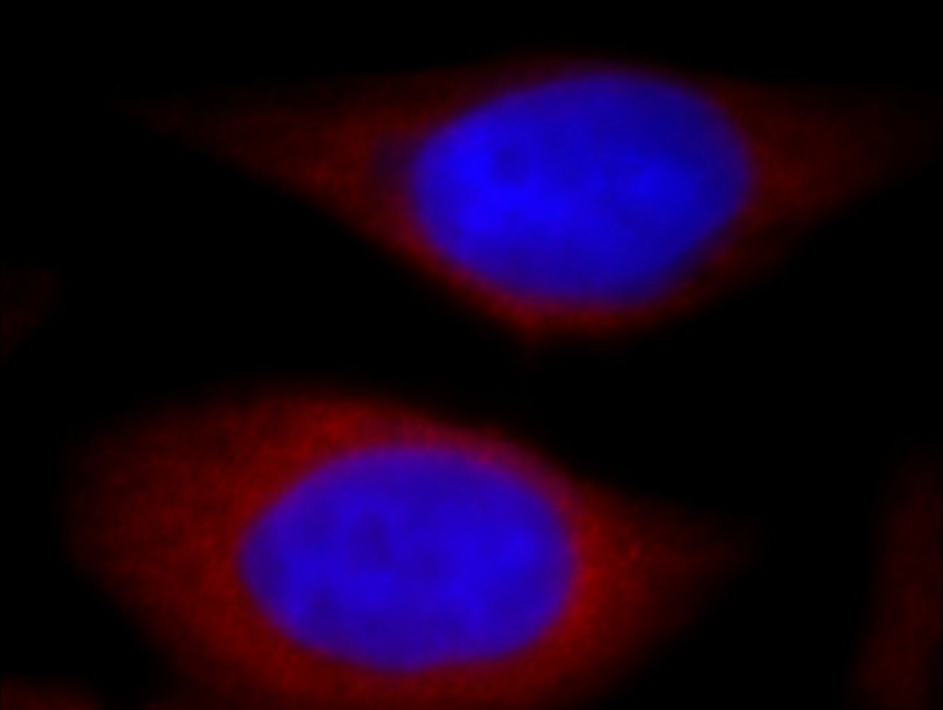 Immunofluorescence (IF) / fluorescent staining of HeLa cells using PIH1D1 Polyclonal antibody (19427-1-AP)