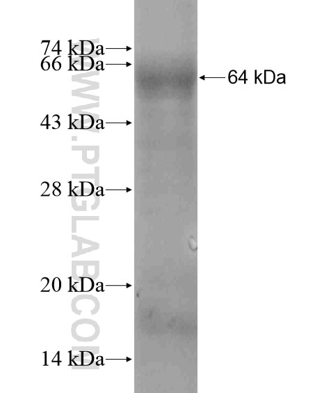 PIH1D2 fusion protein Ag19594 SDS-PAGE
