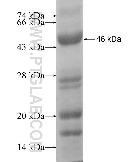 PIH1D2 fusion protein Ag19628 SDS-PAGE