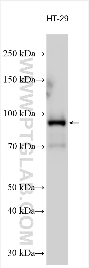 Western Blot (WB) analysis of various lysates using PIK3AP1 Polyclonal antibody (27903-1-AP)