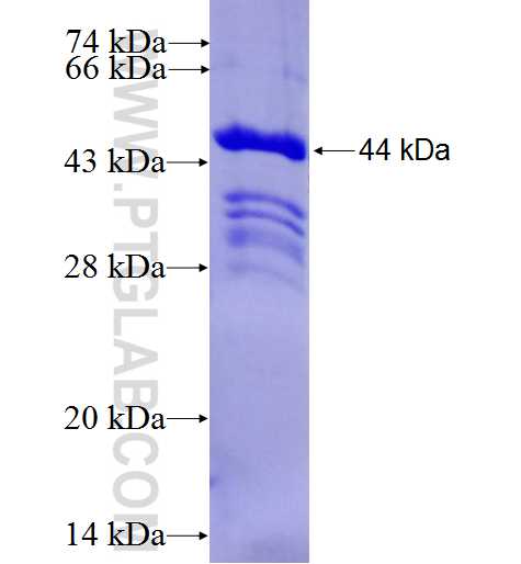 PIK3AP1 fusion protein Ag27398 SDS-PAGE
