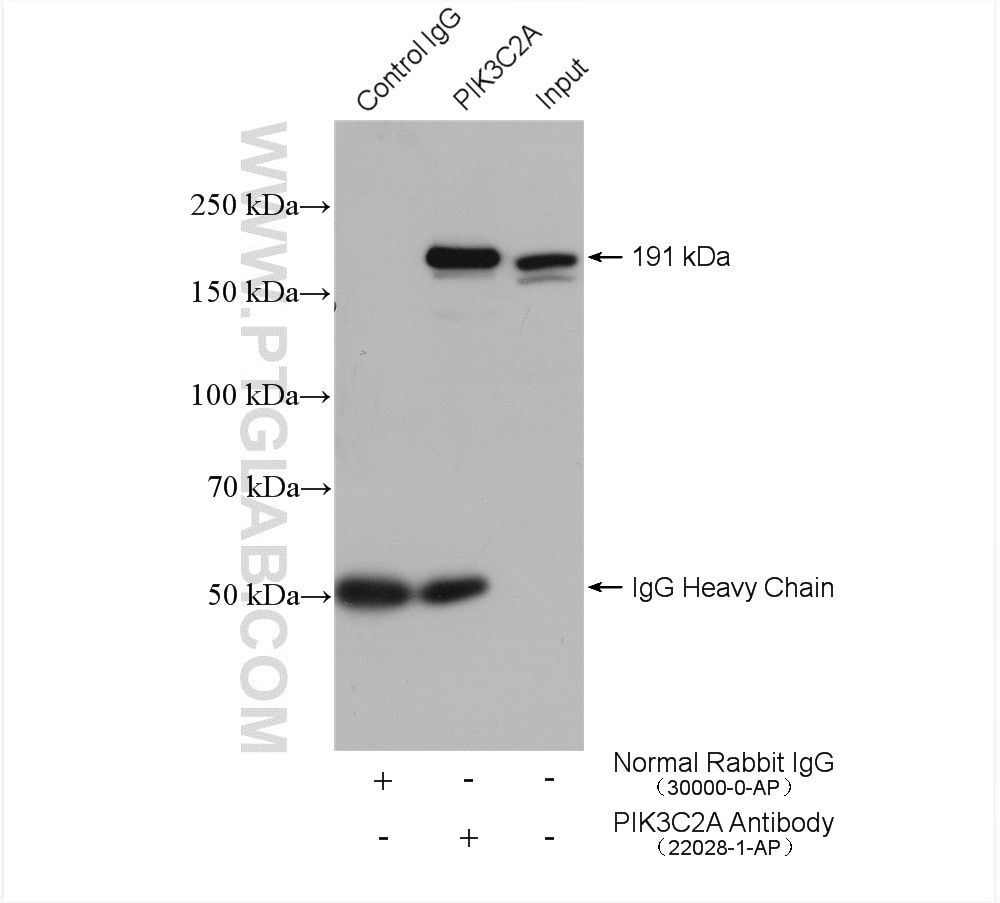 Immunoprecipitation (IP) experiment of PC-3 cells using PIK3C2A Polyclonal antibody (22028-1-AP)