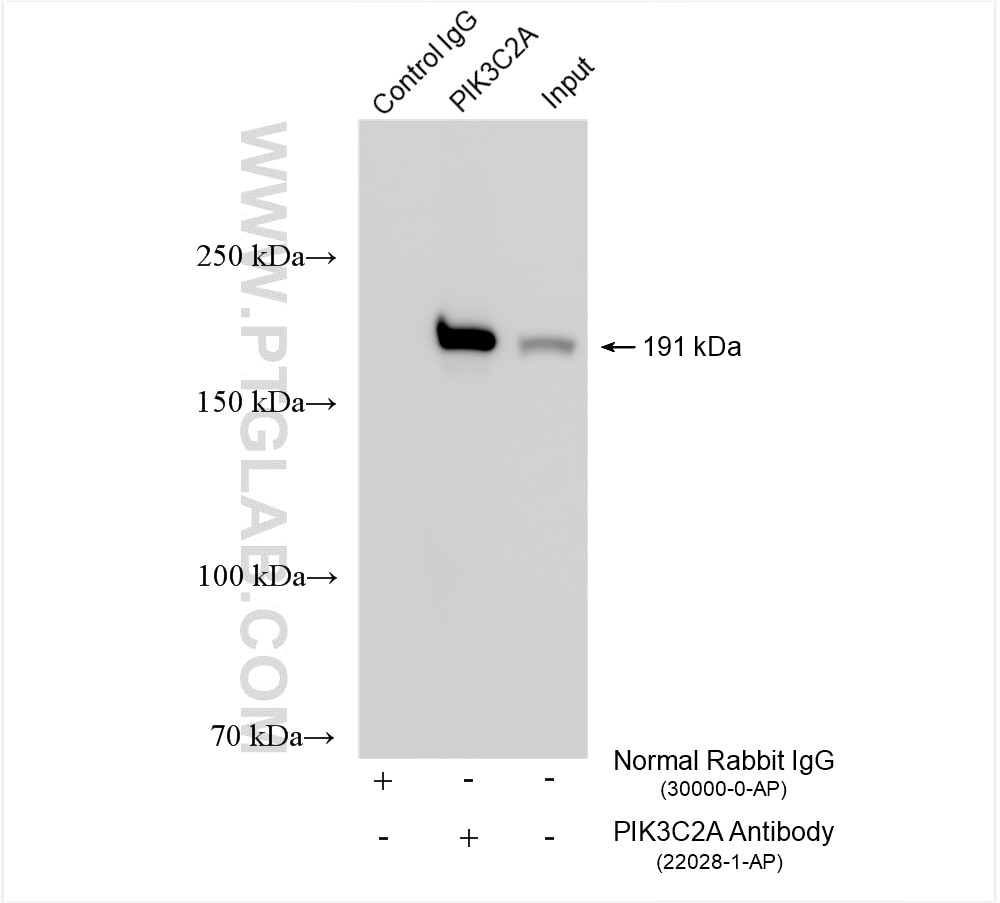 Immunoprecipitation (IP) experiment of PC-3 cells using PIK3C2A Polyclonal antibody (22028-1-AP)