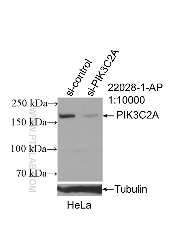 Western Blot (WB) analysis of HeLa cells using PIK3C2A Polyclonal antibody (22028-1-AP)