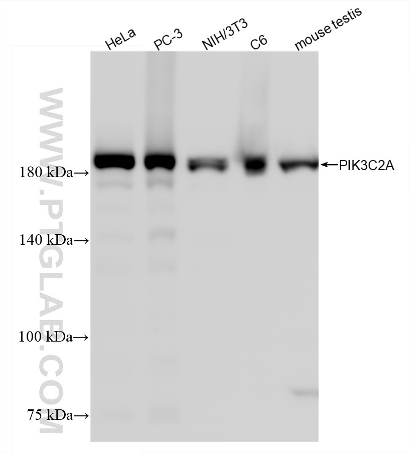 WB analysis using 88380-1-RR Western Blot (WB) analysis of various lysates using PIK3C2A Recombinant monoclonal antibody (88380-1-RR)