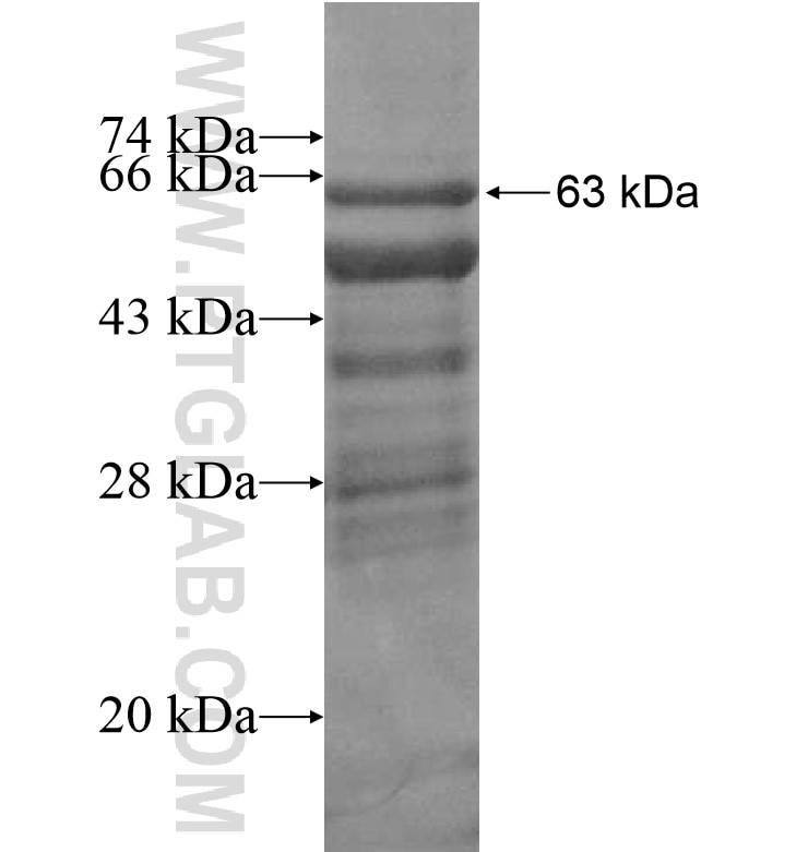 PIK3C2A fusion protein Ag16894 SDS-PAGE