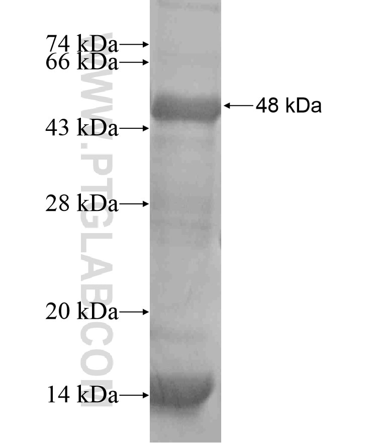 PIK3C2A fusion protein Ag17627 SDS-PAGE
