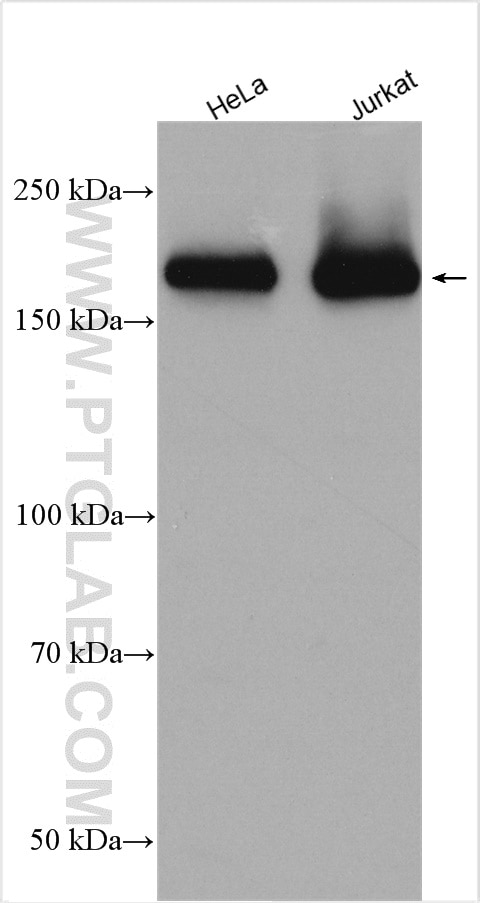 Western Blot (WB) analysis of various lysates using PIK3C2B Polyclonal antibody (24788-1-AP)