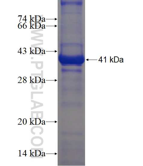 PIK3C2G fusion protein Ag23177 SDS-PAGE