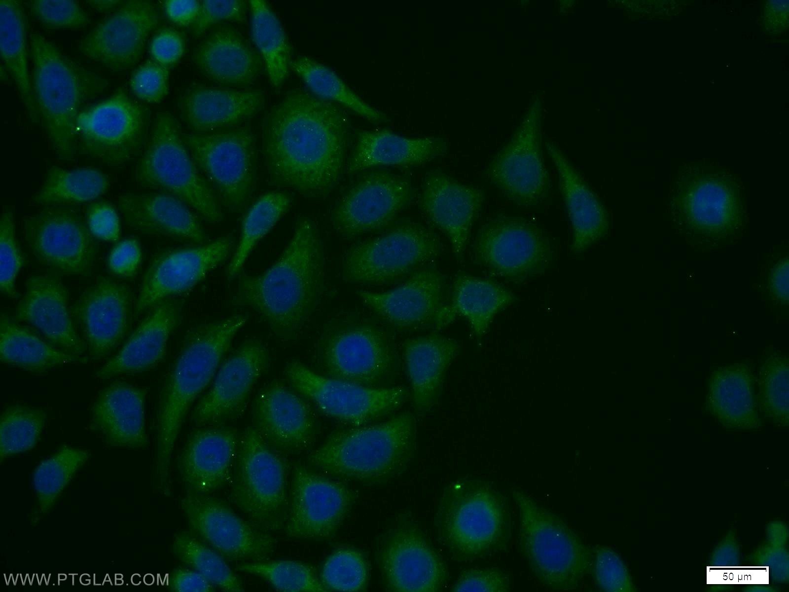 Immunofluorescence (IF) / fluorescent staining of PC-3 cells using VPS34 (C terminal) Polyclonal antibody (12452-1-AP)