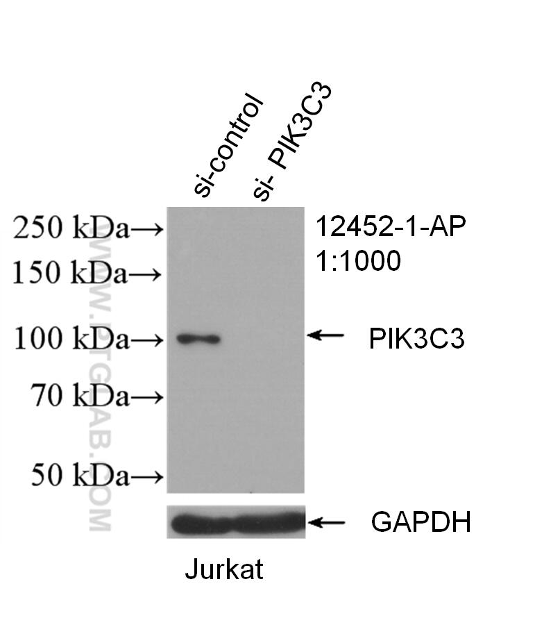 Western Blot (WB) analysis of Jurkat cells using VPS34 (C terminal) Polyclonal antibody (12452-1-AP)