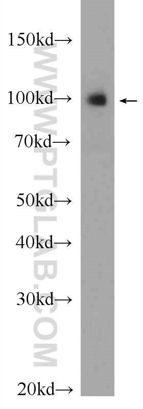 Western Blot (WB) analysis of rat brain tissue using VPS34 (C terminal) Polyclonal antibody (12452-1-AP)