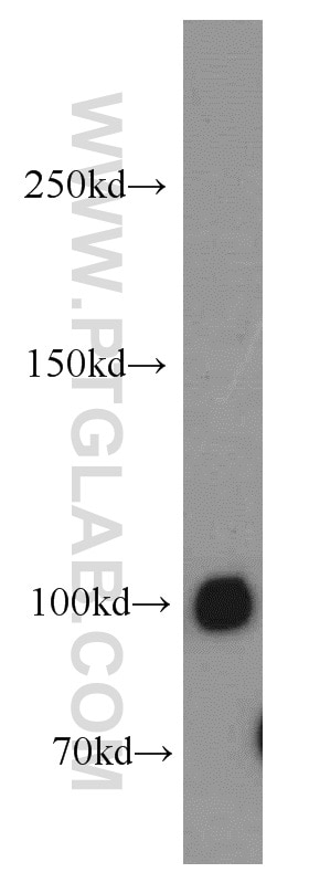 Western Blot (WB) analysis of mouse brain tissue using VPS34 (C terminal) Polyclonal antibody (12452-1-AP)