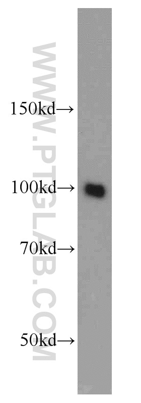 Western Blot (WB) analysis of HeLa cells using VPS34 (C terminal) Polyclonal antibody (12452-1-AP)