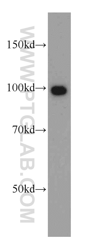 Western Blot (WB) analysis of PC-3 cells using VPS34 (C terminal) Polyclonal antibody (12452-1-AP)