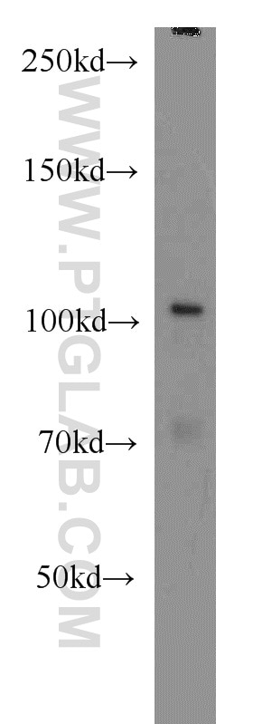 Western Blot (WB) analysis of human testis tissue using VPS34 (C terminal) Polyclonal antibody (12452-1-AP)
